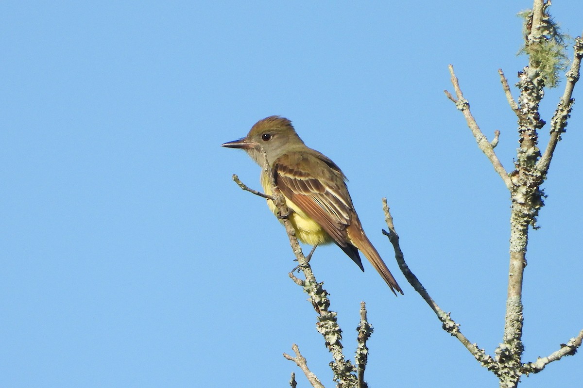 Great Crested Flycatcher - ML235346891