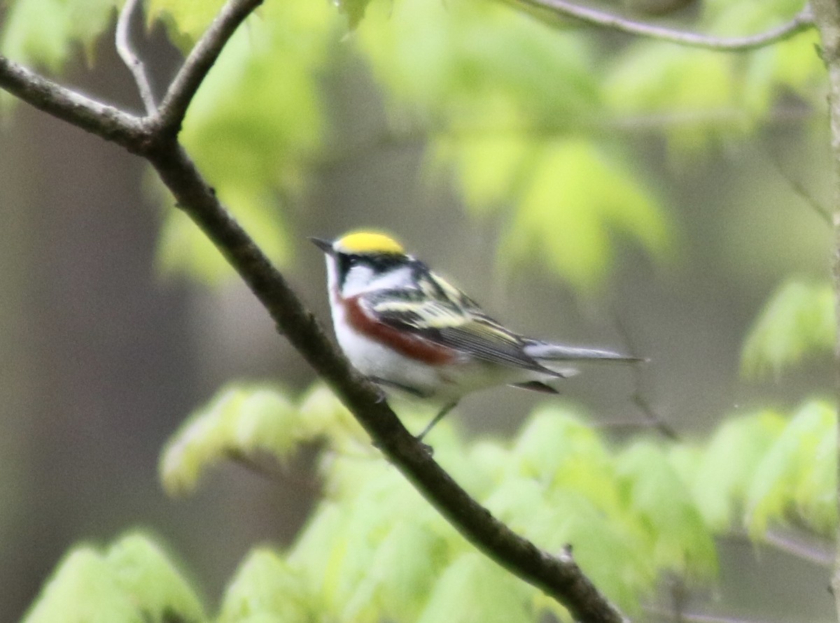 Chestnut-sided Warbler - Stephanie Secic