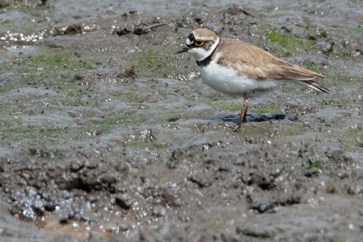 Little Ringed Plover - Dan Owen