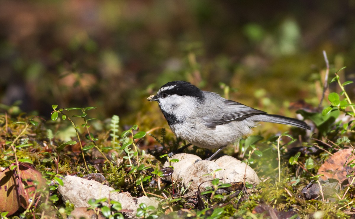 Mountain Chickadee - ML235350641