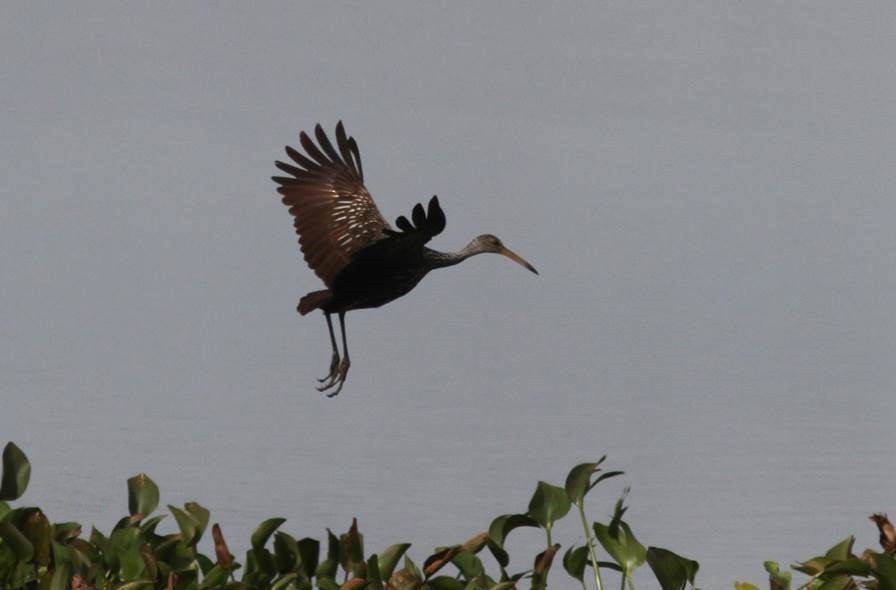 Limpkin - ML23535311