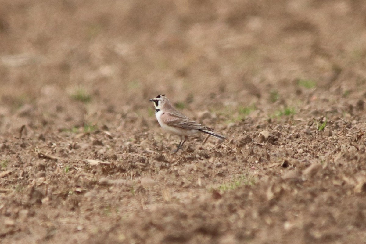 Horned Lark - Matthew  Scheltema