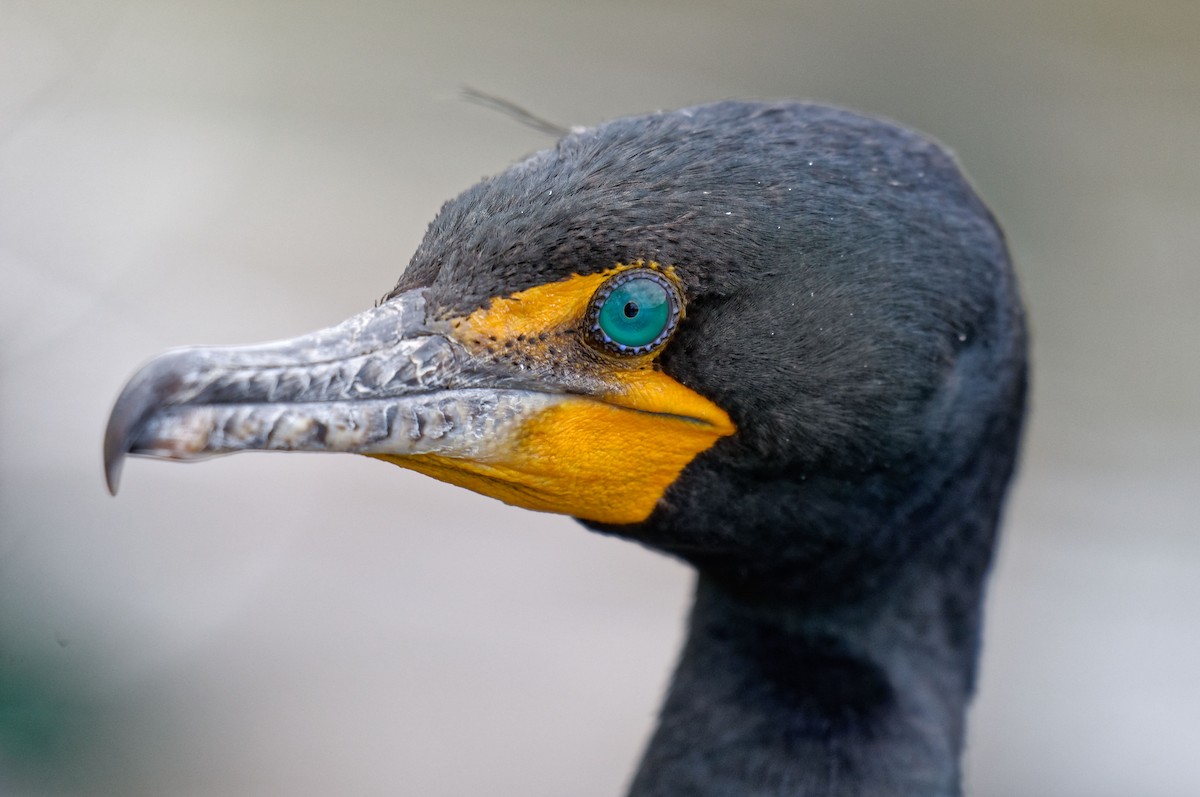 Double-crested Cormorant - Etienne Artigau🦩