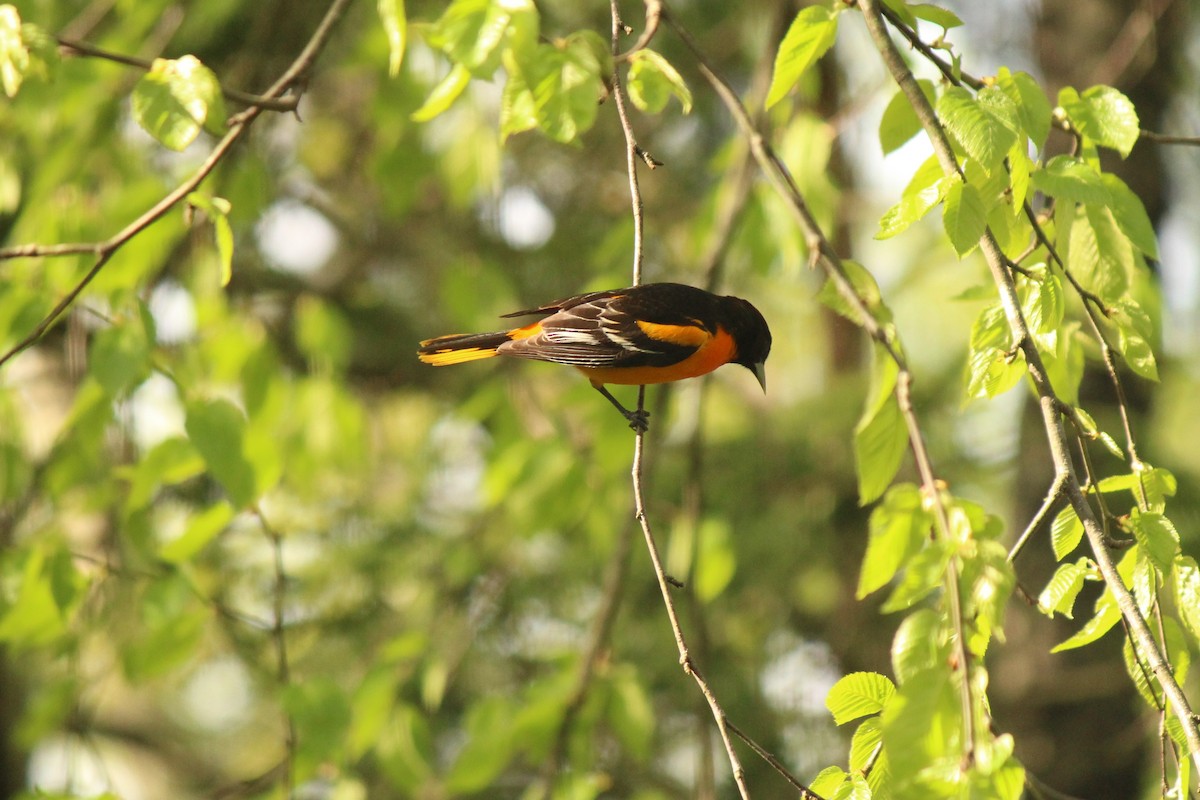 Baltimore Oriole - ML235355011