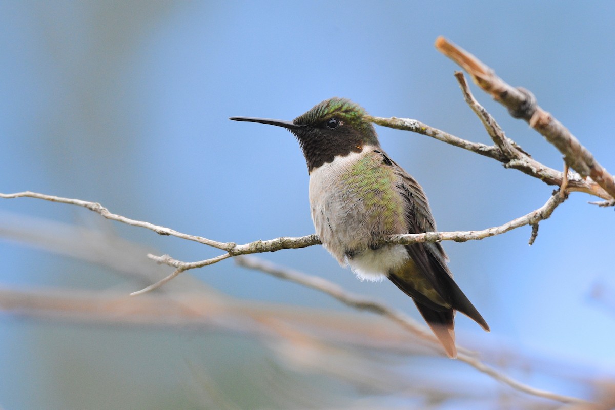 Ruby-throated Hummingbird - ML235355111