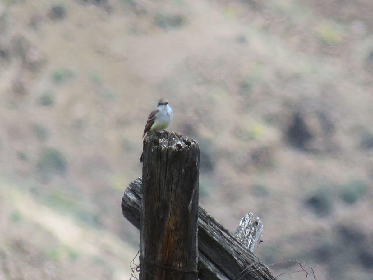 Ash-throated Flycatcher - ML235355341