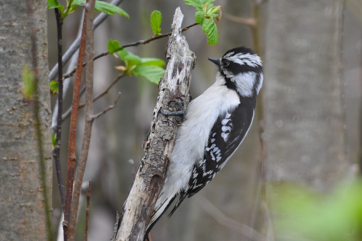 Downy Woodpecker - ML235355381