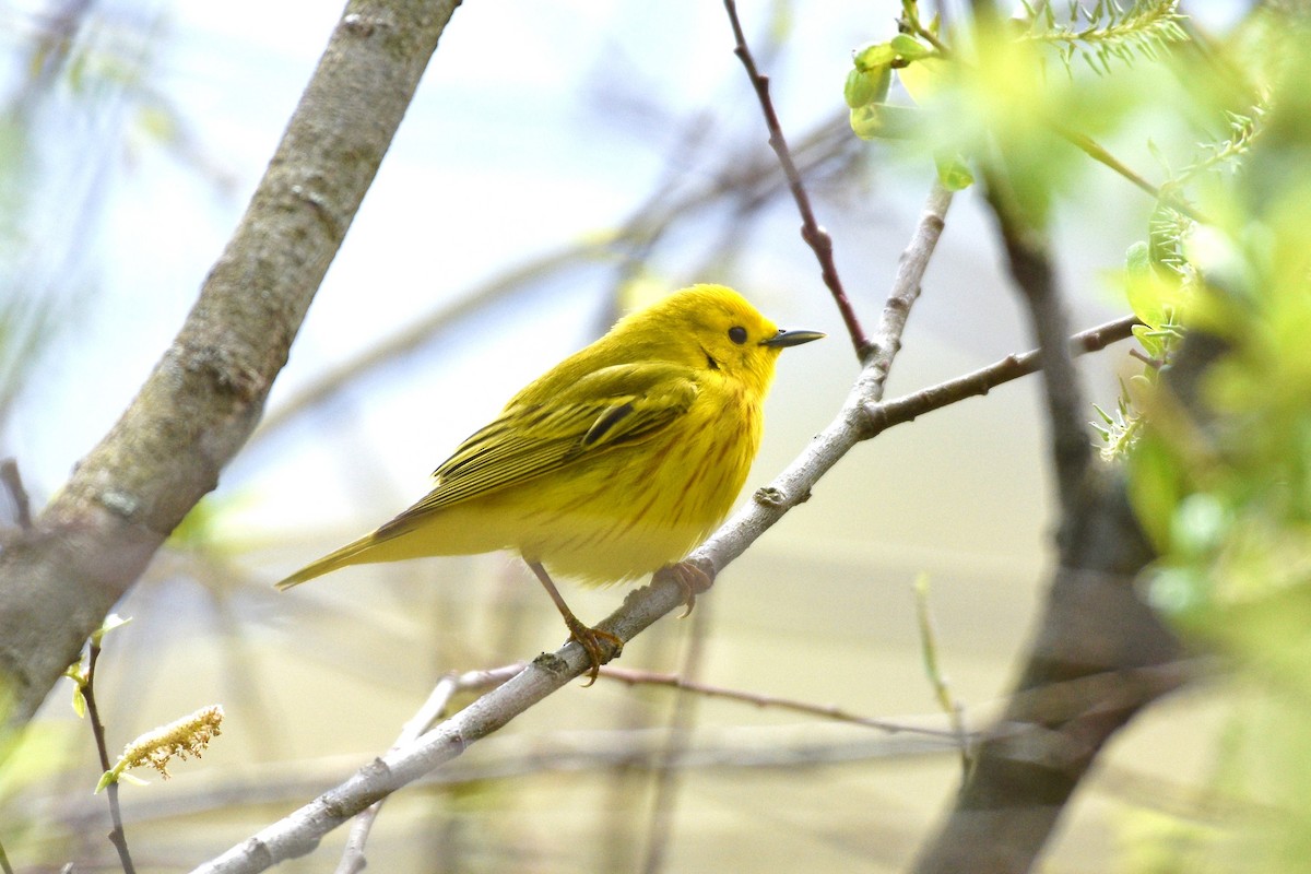 Yellow Warbler - ML235356081