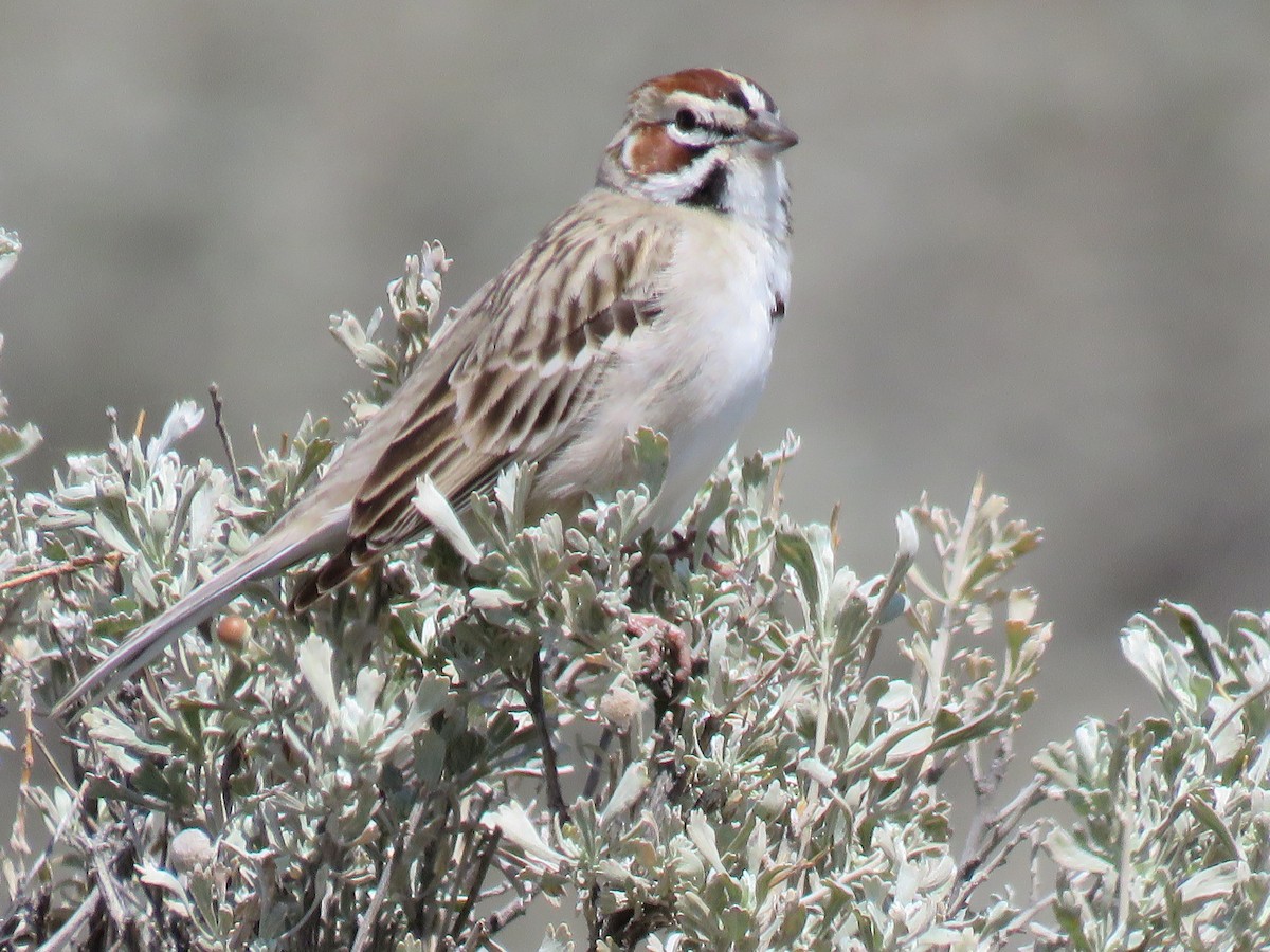 Lark Sparrow - Laura Brou