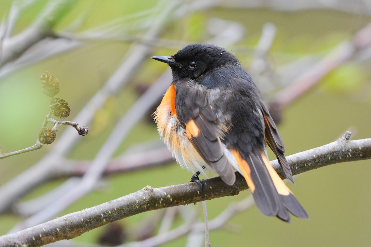 American Redstart - ML235356171