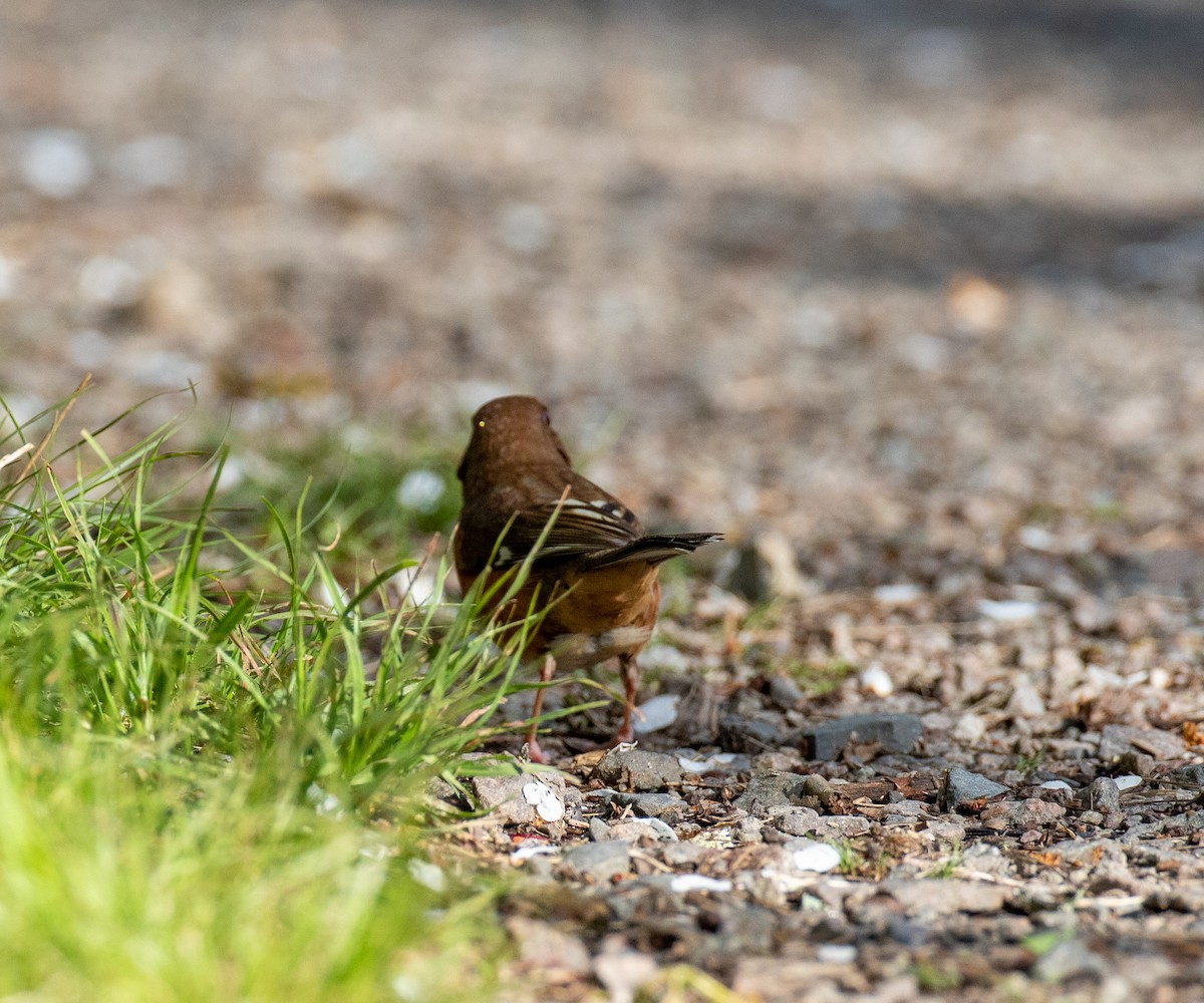 Eastern Towhee - ML235356841