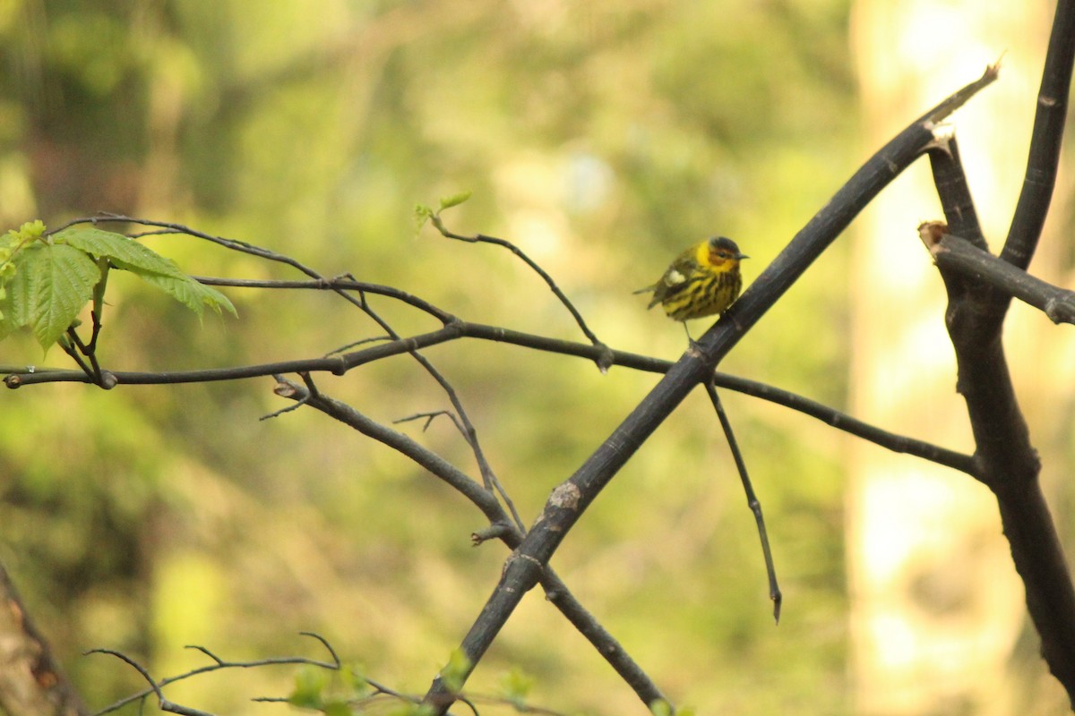 Cape May Warbler - ML235358951