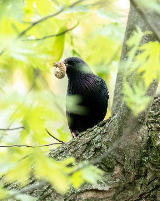 European Starling - ML235359591