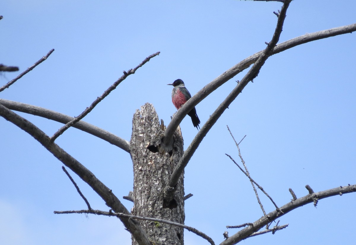 Lewis's Woodpecker - ML235360071