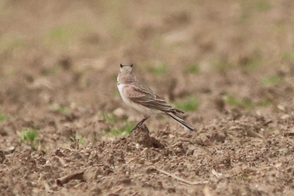 Horned Lark - ML235360341