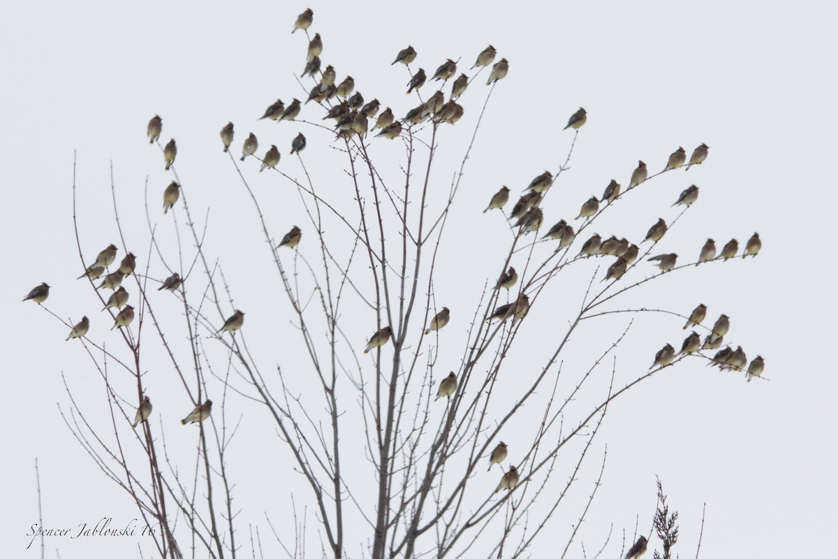 Cedar Waxwing - ML23536181