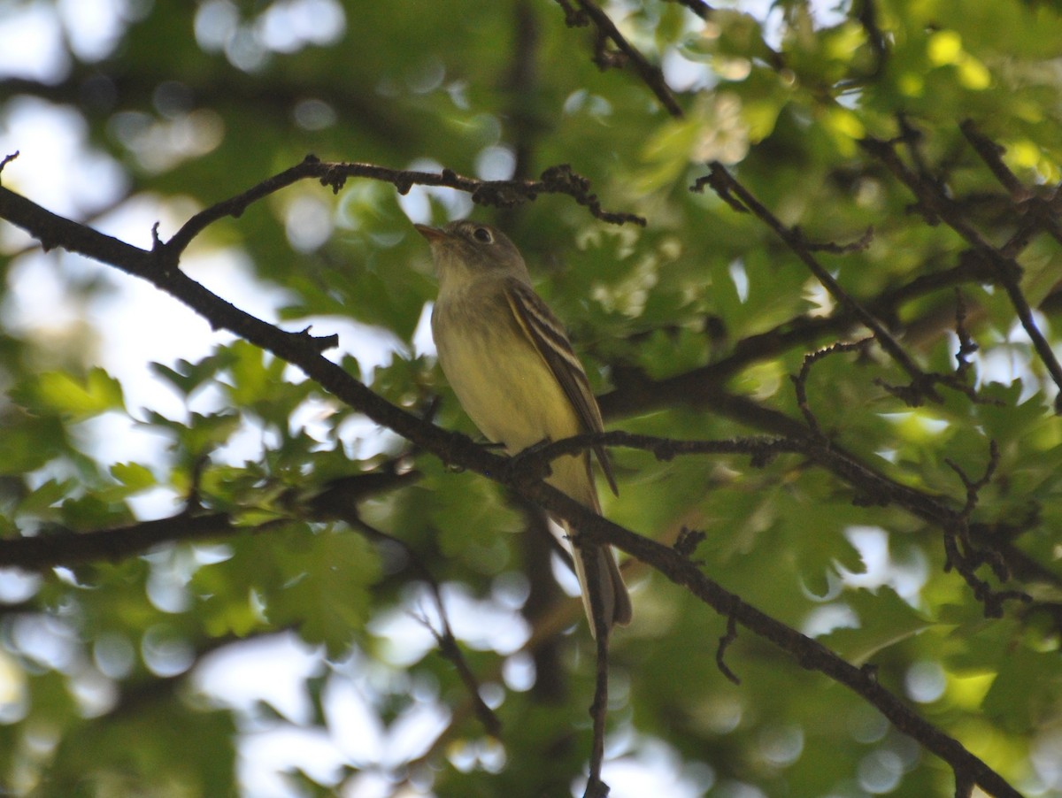 Least Flycatcher - ML235362001