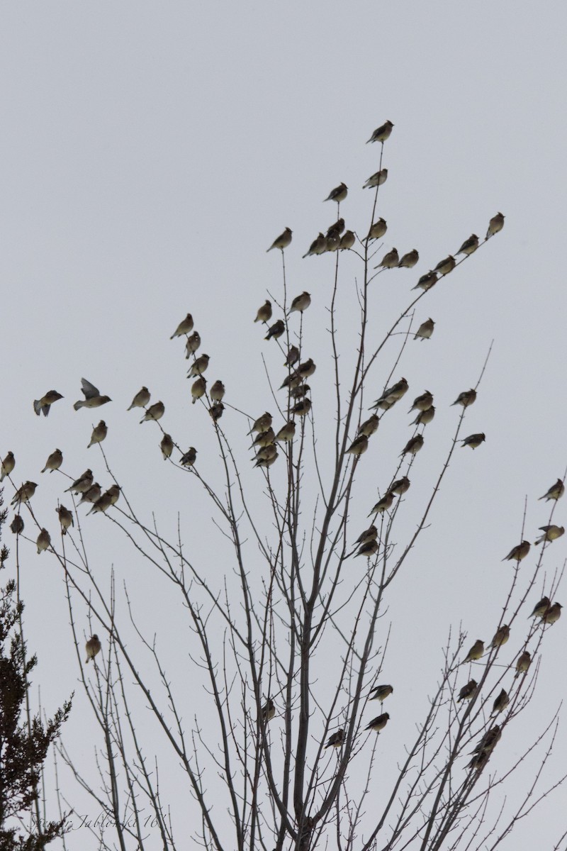 Cedar Waxwing - ML23536211