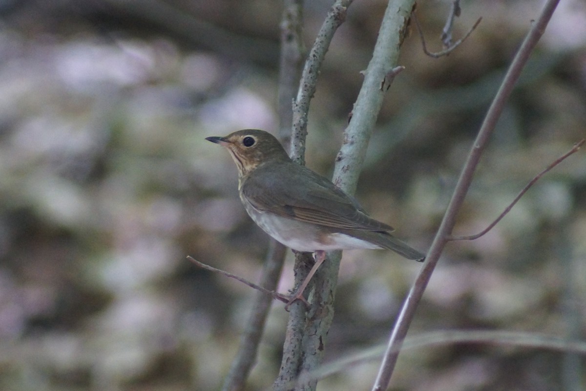 Swainson's Thrush - ML235362371