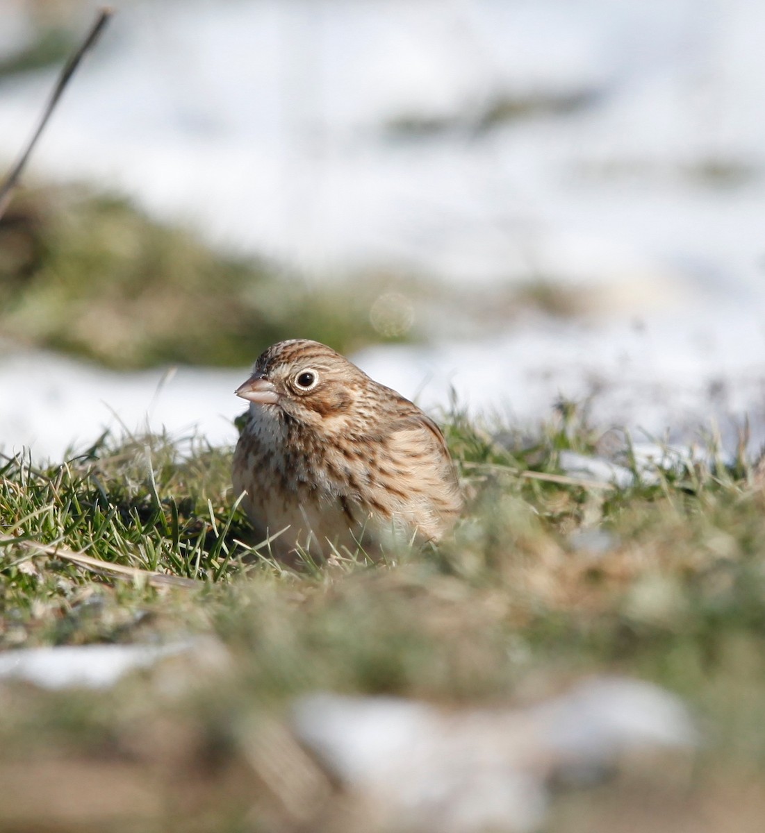 Vesper Sparrow - ML23536361