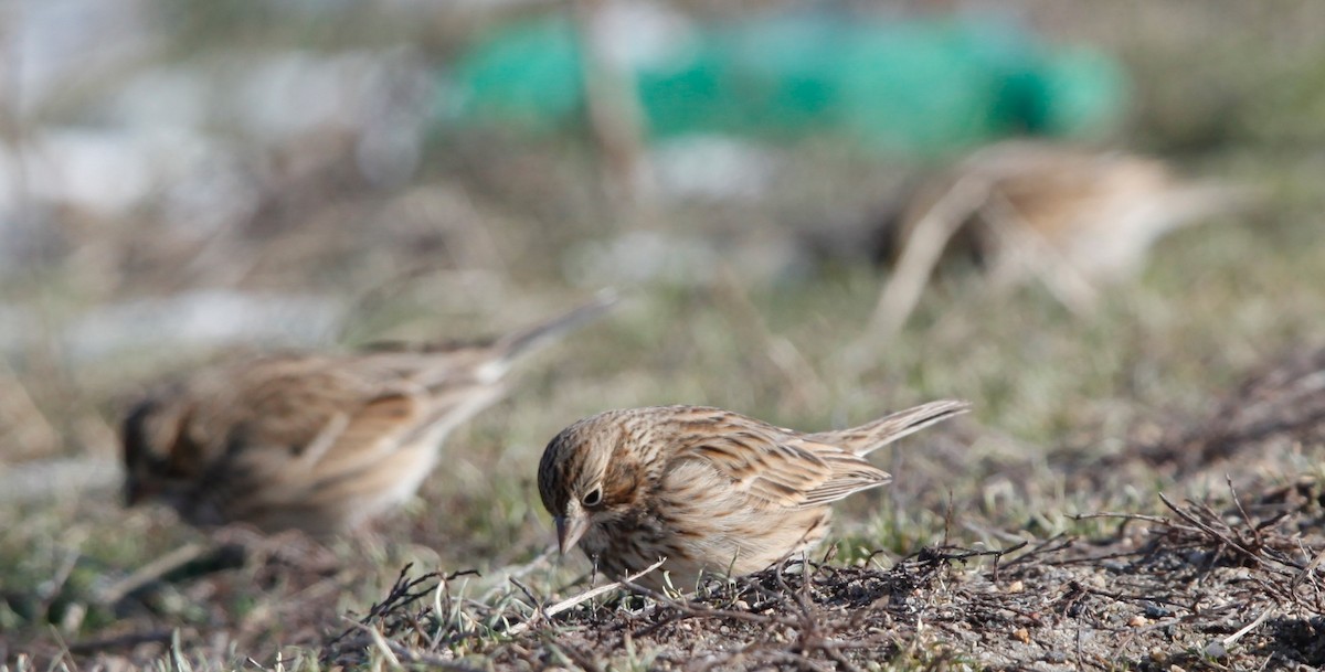 Vesper Sparrow - ML23536381