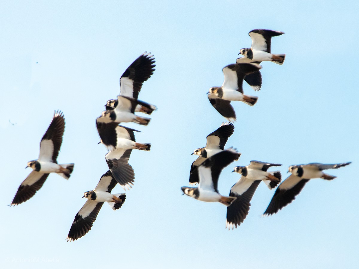 Northern Lapwing - Antonio M Abella