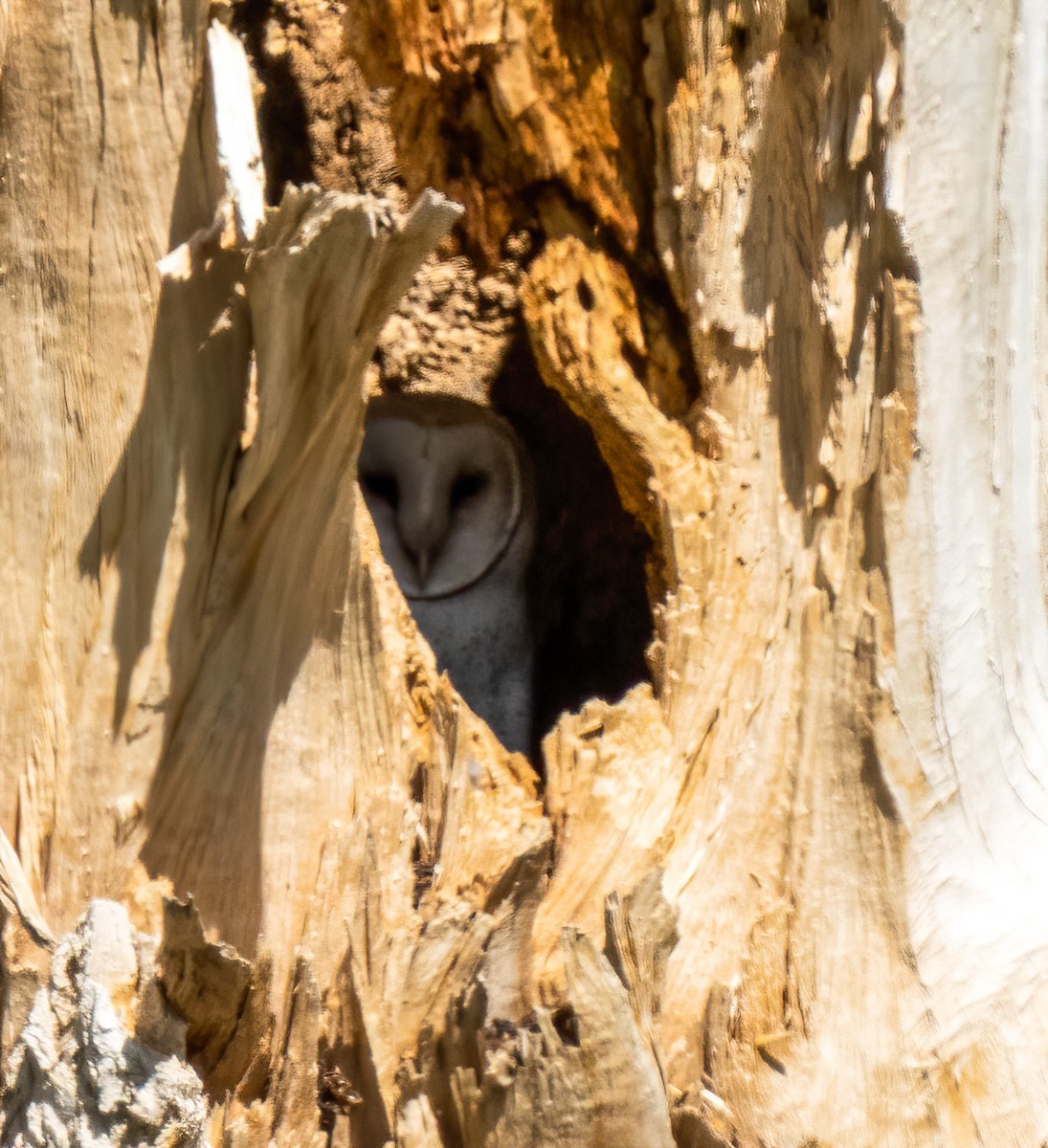 American Barn Owl - ML235364231