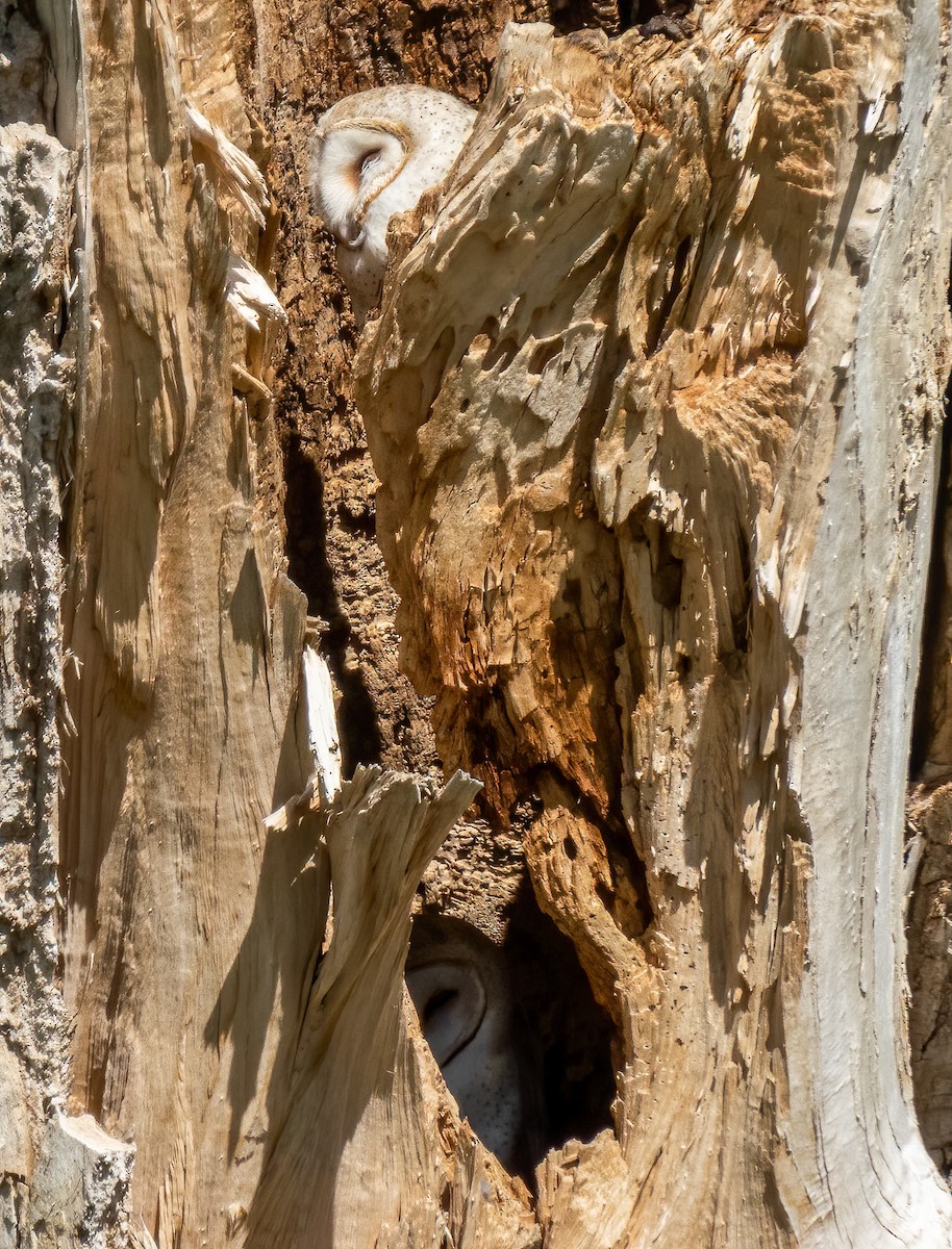 American Barn Owl - ML235364241