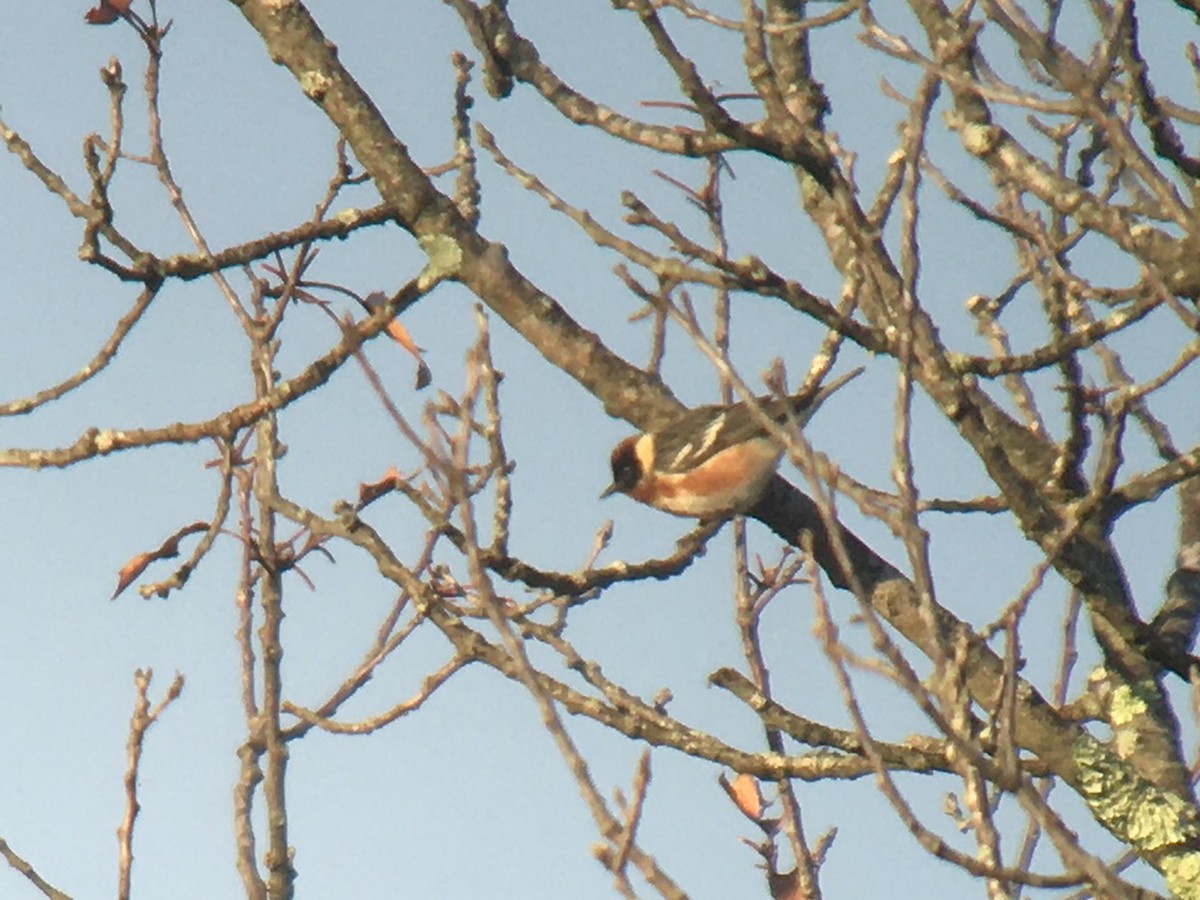 Bay-breasted Warbler - Larry Therrien