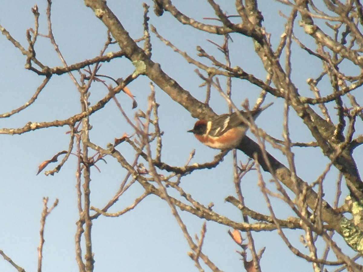 Bay-breasted Warbler - ML235364581