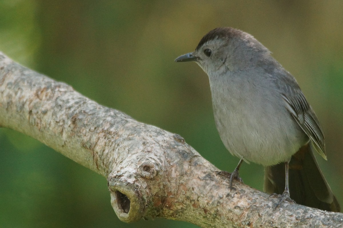 Gray Catbird - ML235364971