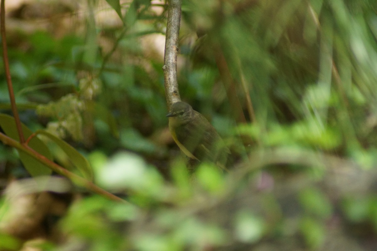 Eastern Warbling Vireo - ML235365011