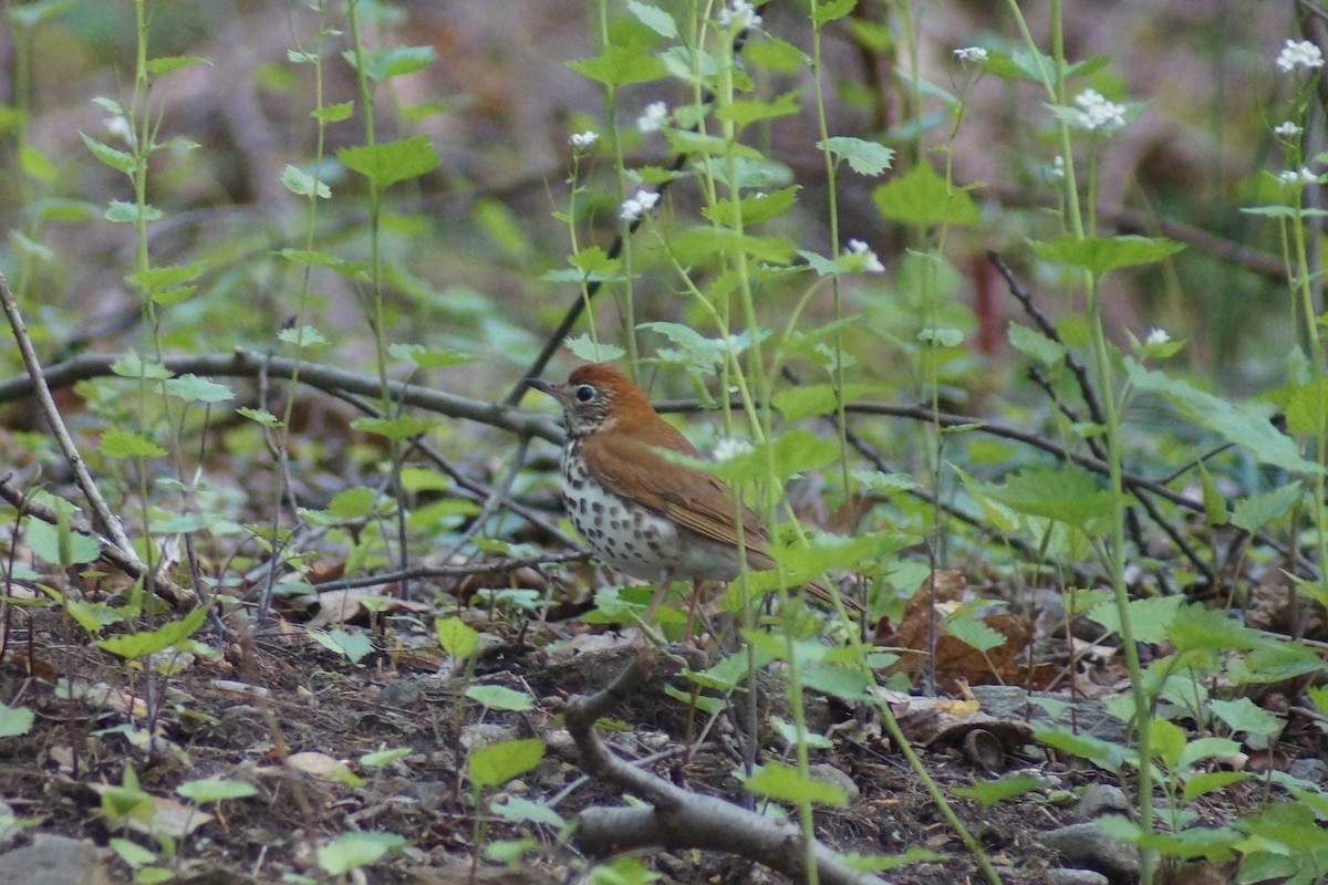 Wood Thrush - ML235365391