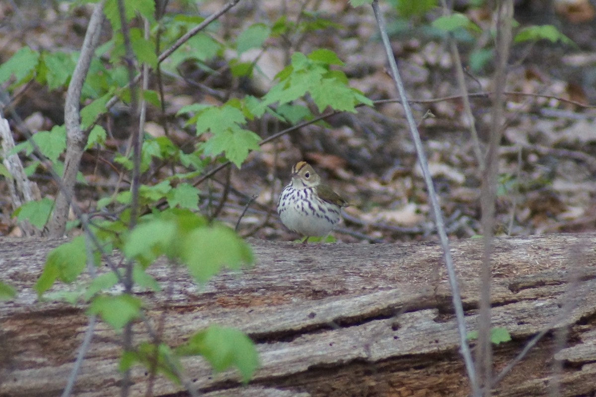 Ovenbird - ML235365631