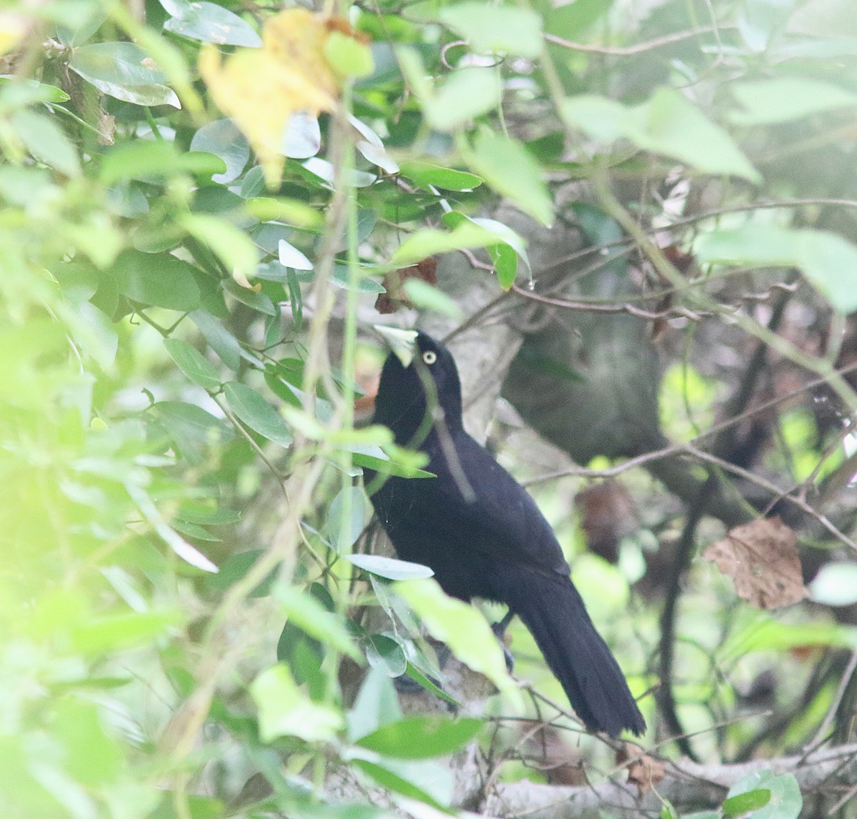 Cacique Piquiclaro (holosericeus/flavirostris) - ML235368211