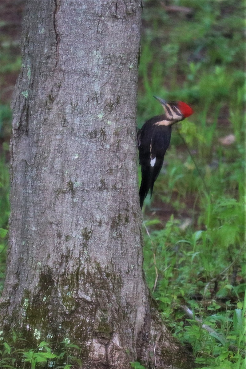 Pileated Woodpecker - Amy Sillers