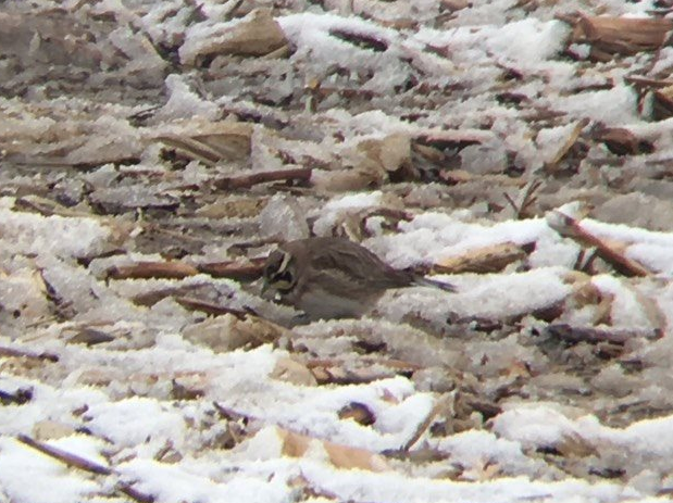 Horned Lark - Emma Loomis-Amrhein