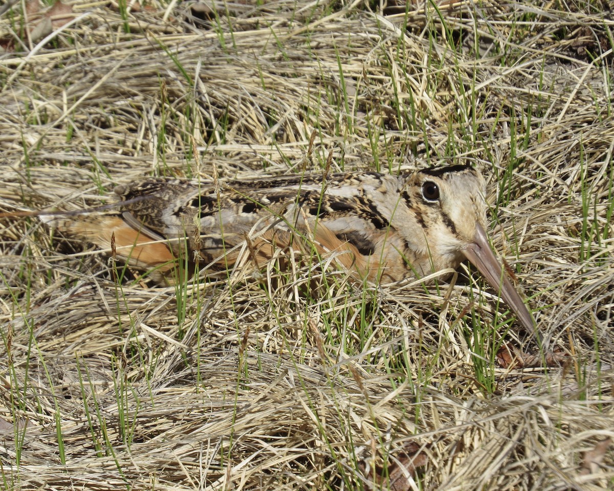 American Woodcock - ML235370261