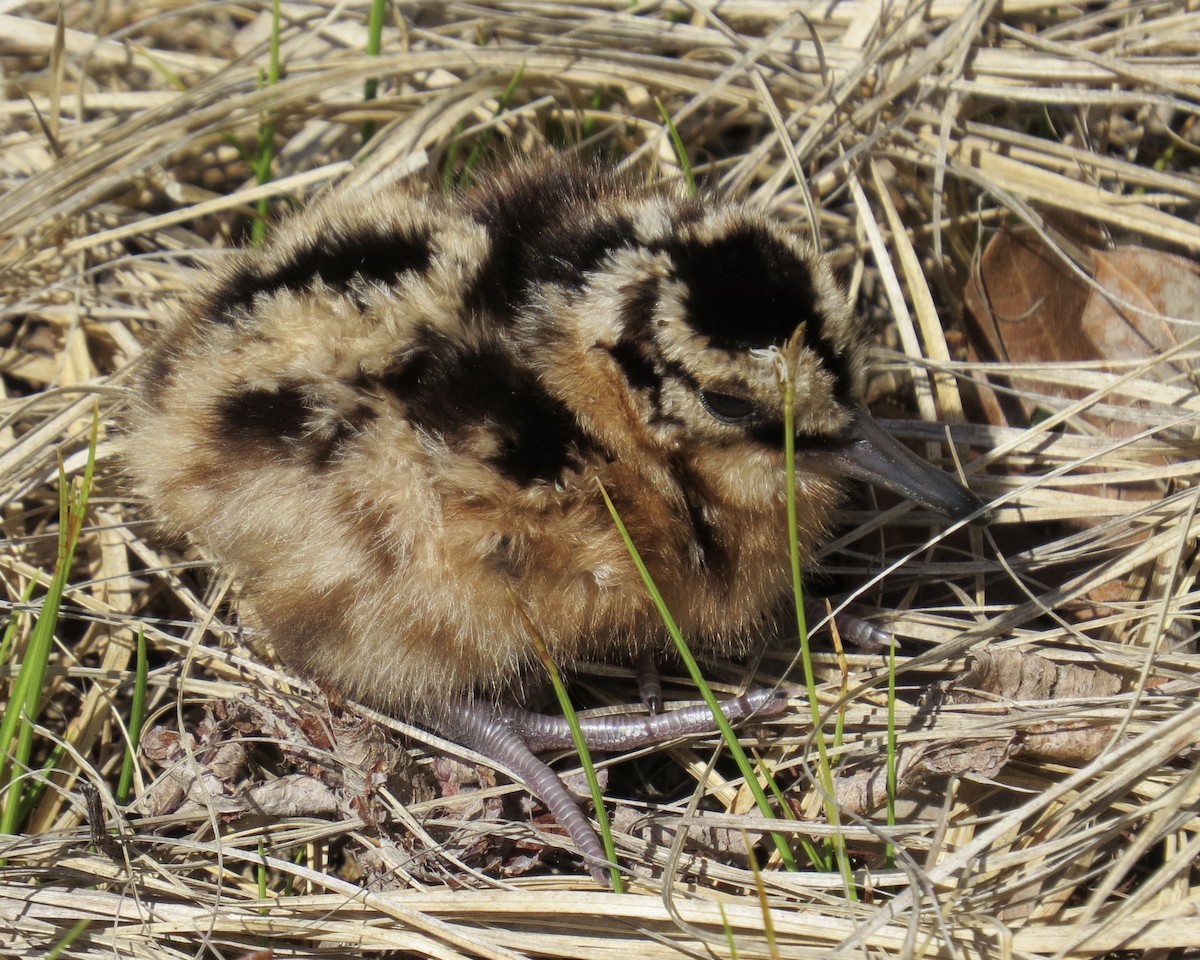 American Woodcock - Alan Kneidel