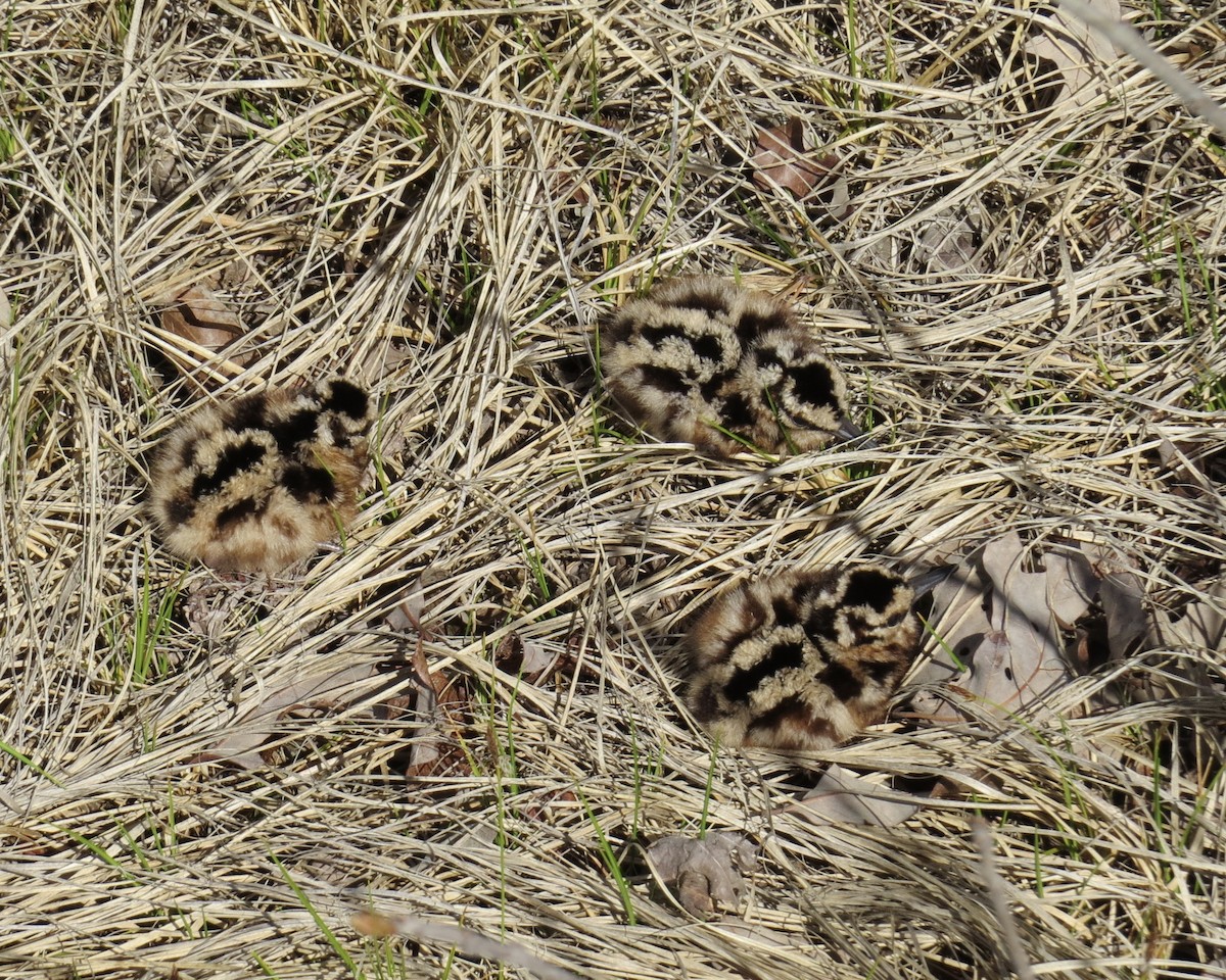 American Woodcock - ML235370311