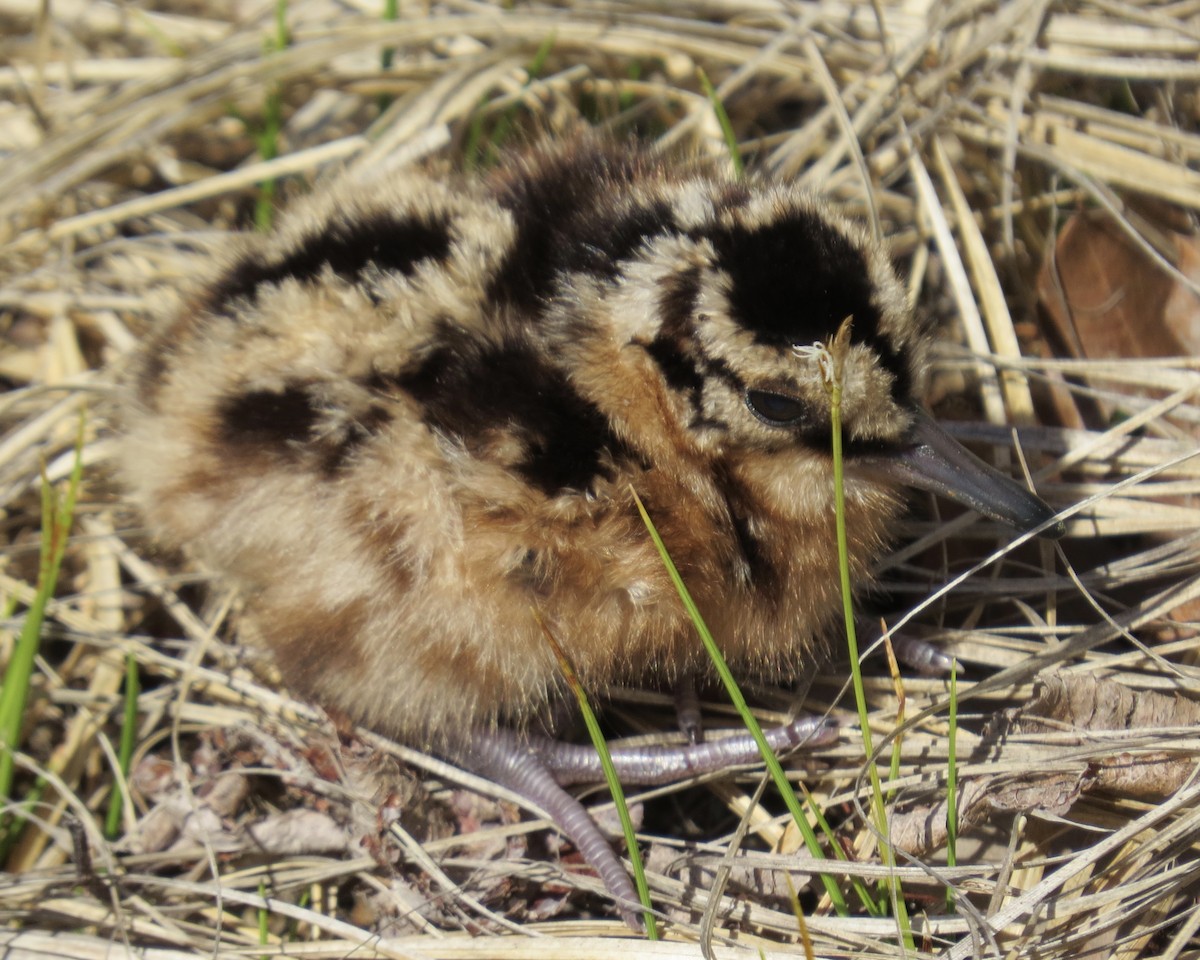 American Woodcock - ML235370351