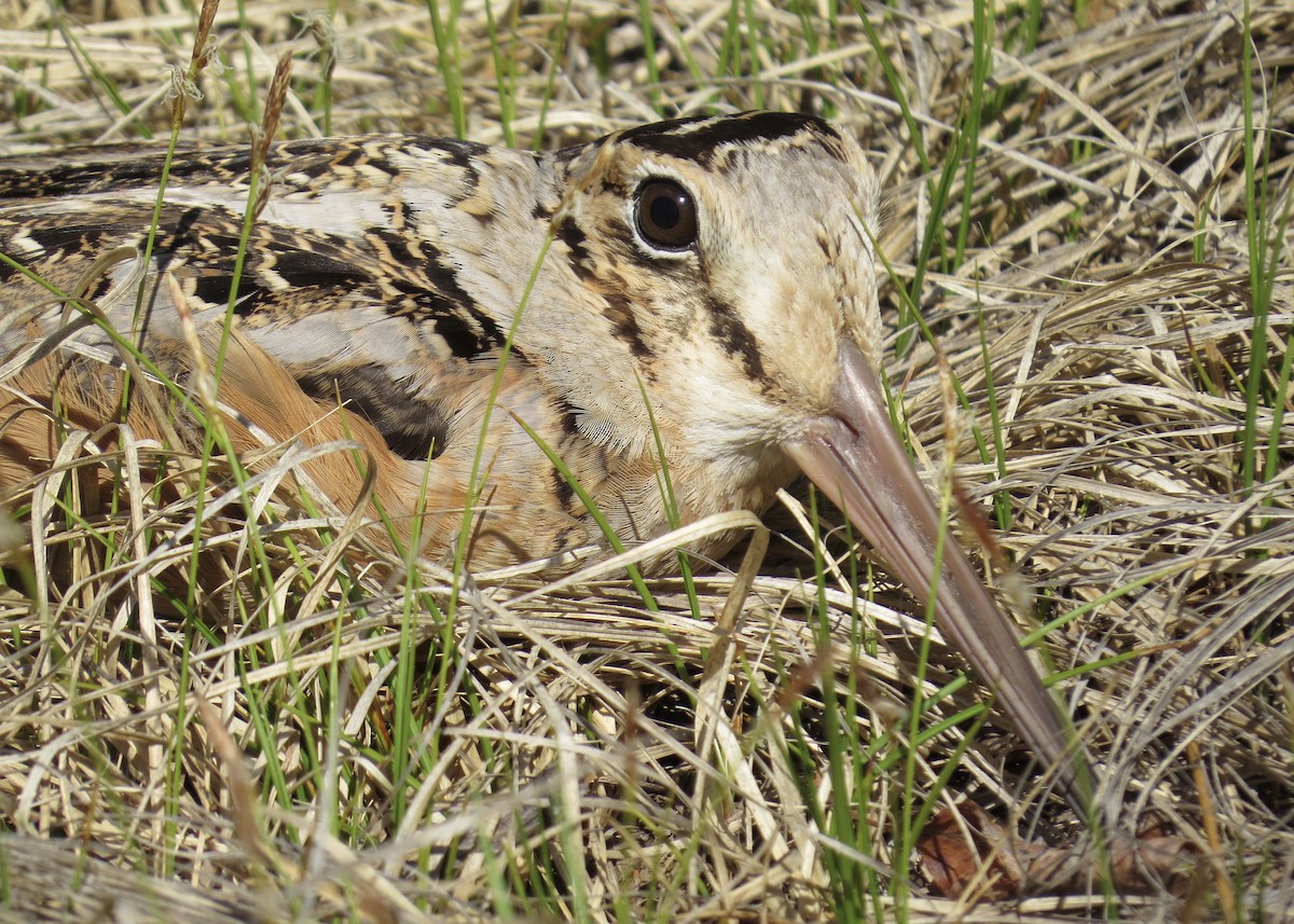 American Woodcock - ML235370431