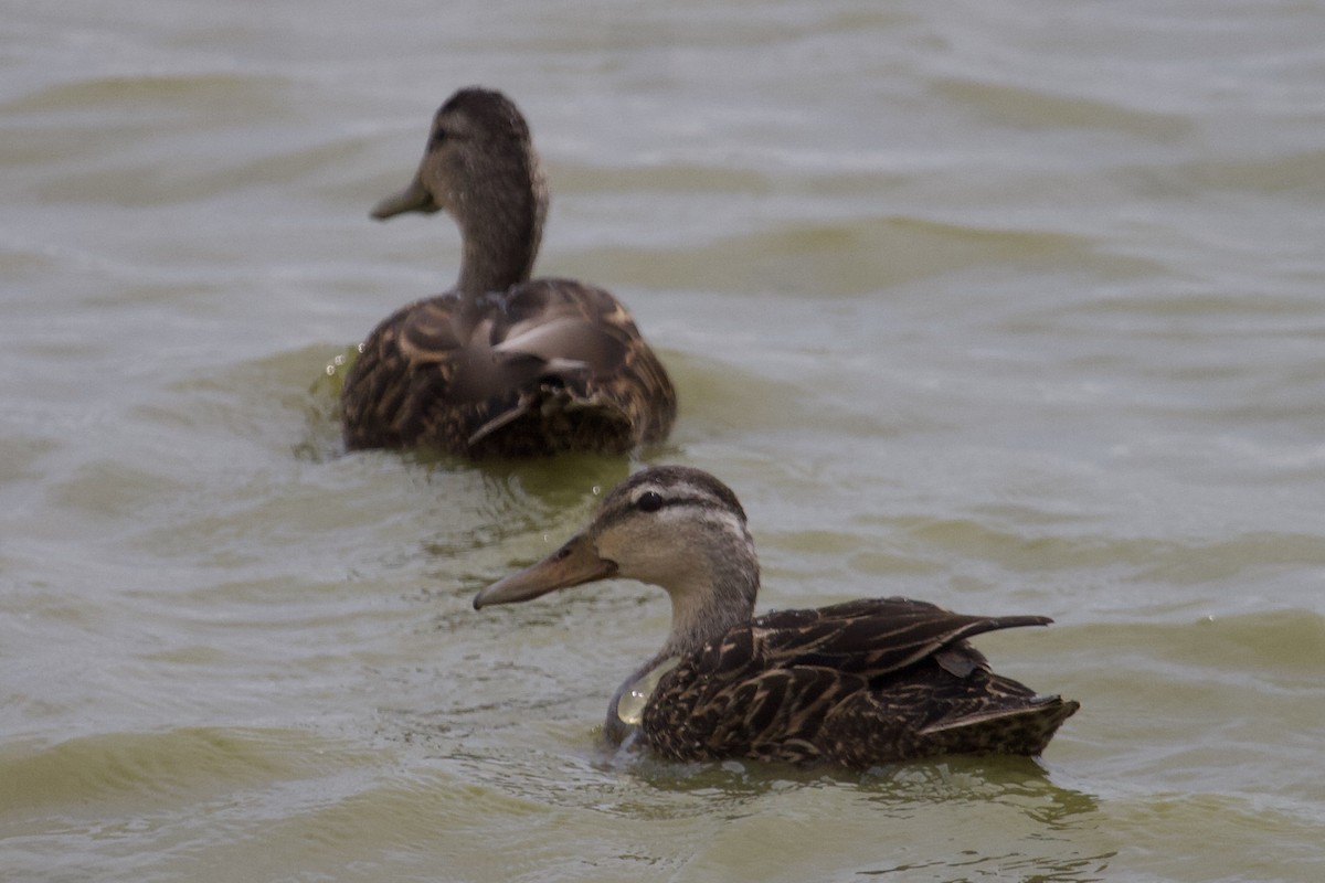 Mottled Duck - ML235371011