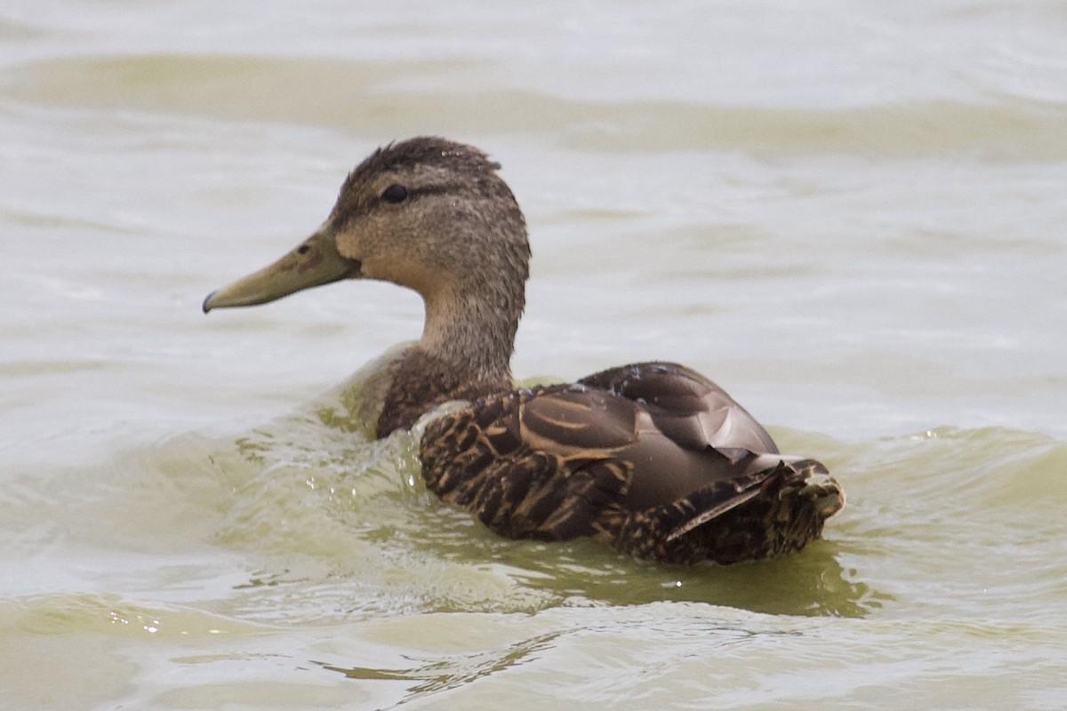 Mottled Duck - Andrew Bell