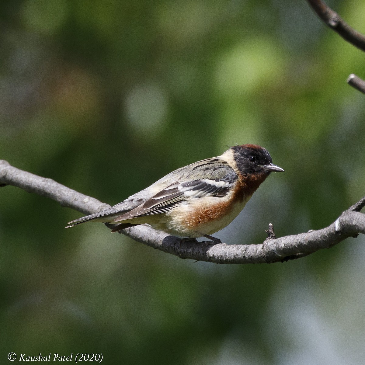 Bay-breasted Warbler - ML235371231