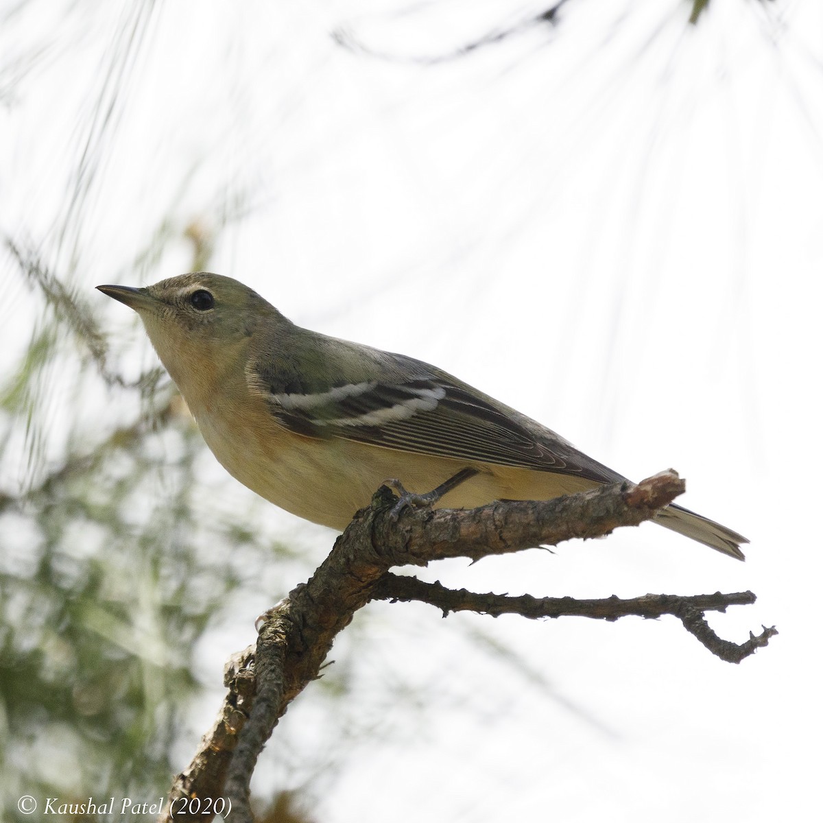 Bay-breasted Warbler - ML235371241