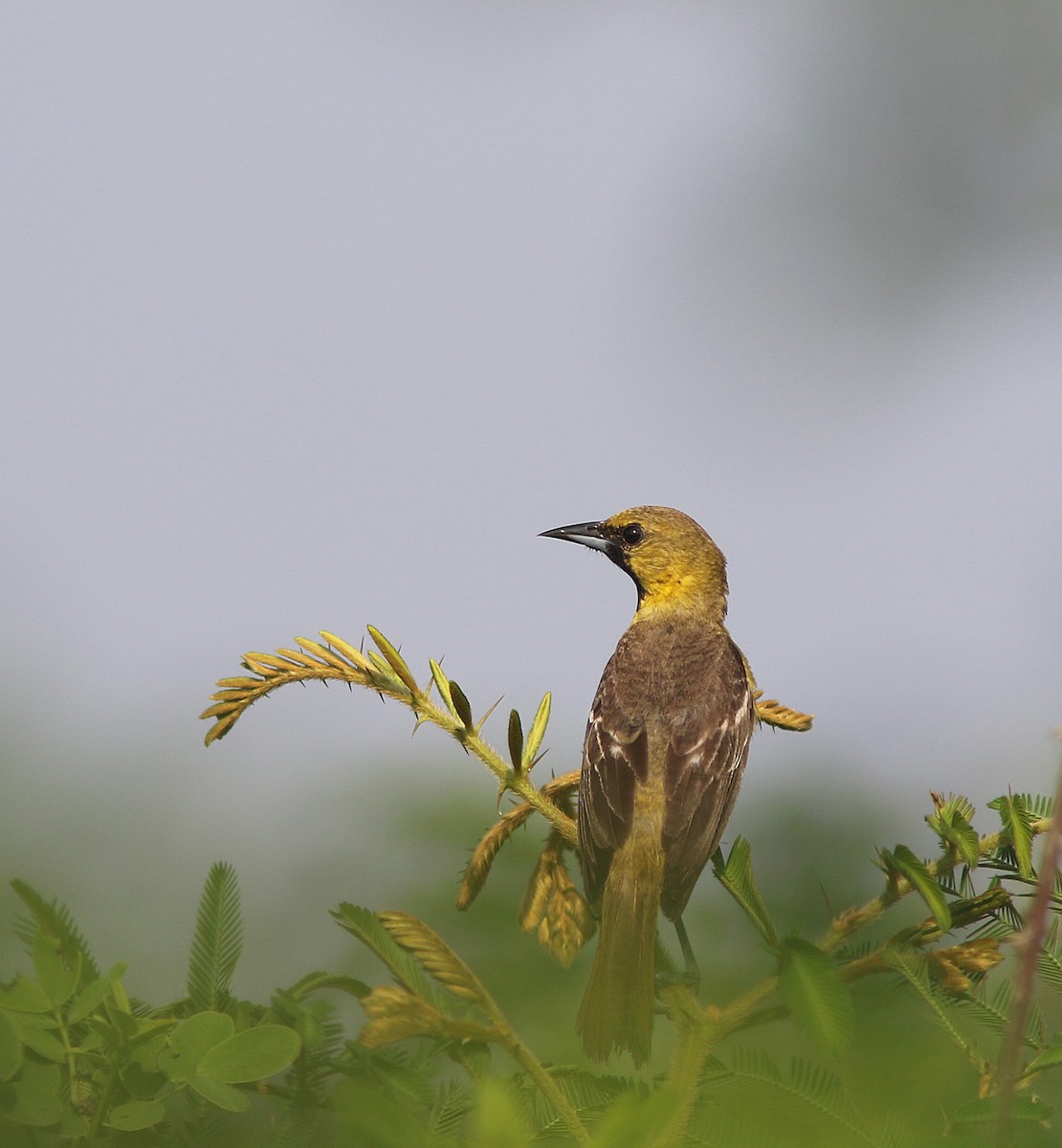 Orchard Oriole (Fuertes's) - ML235372011