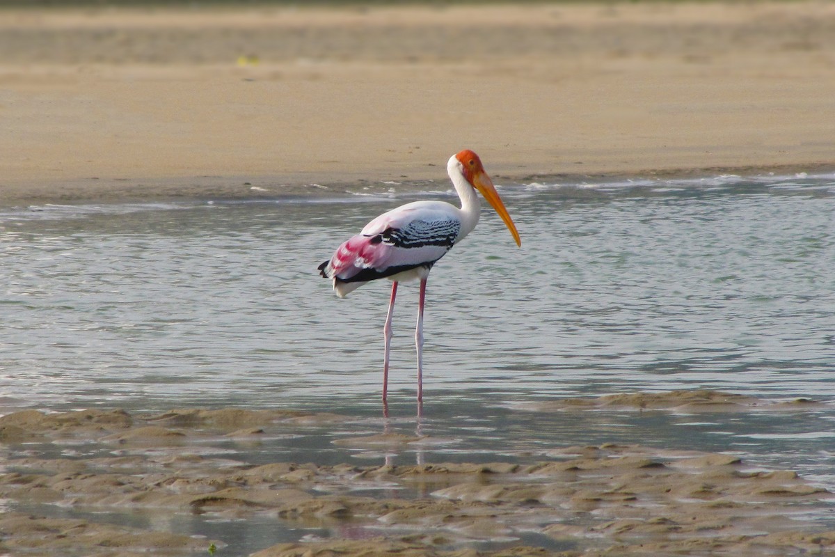 Painted Stork - ML235372611