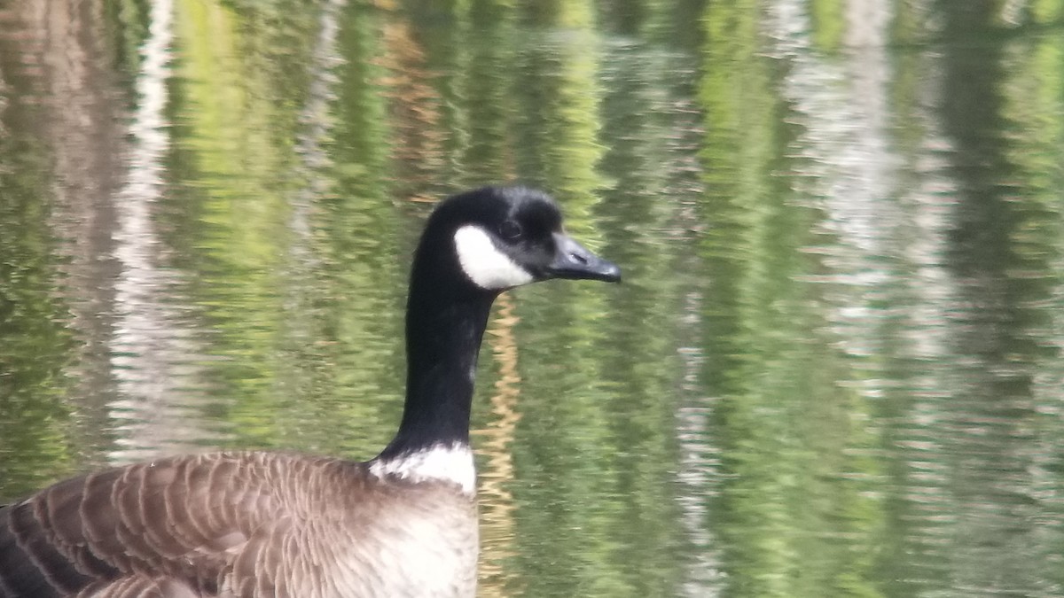 Cackling Goose (Aleutian) - ML235373141