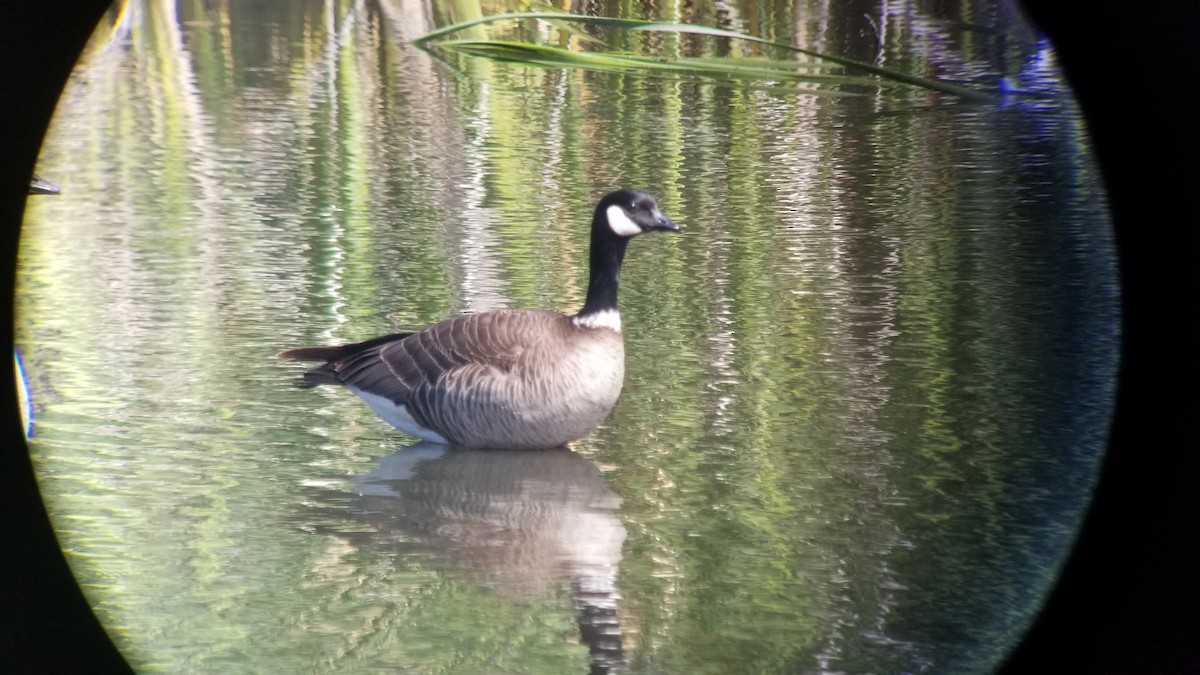 Gıdaklayan Kaz (leucopareia) - ML235373541